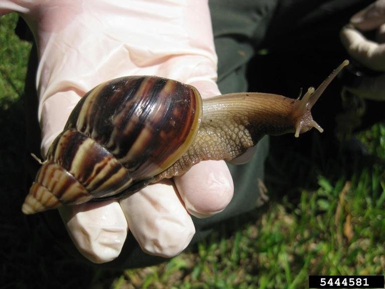 Giant African Land Snails can grow up to 8 inches long. [Photo by Andrew Derksen/USDA]